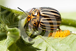 Colorado potato beetle