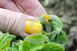 Colorado potato beetle egg cluster