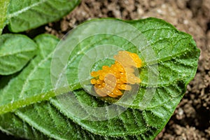 Colorado potato beetle eggs eat potato leaves, Leptinotarsa decemlineata