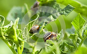 Colorado potato beetle in the field
