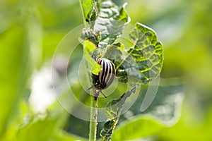 Colorado potato beetle in the field