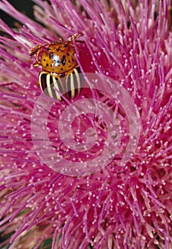 Colorado Potato Beetle on Flower