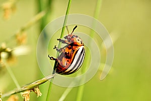 Colorado potato beetle on grass stem.
