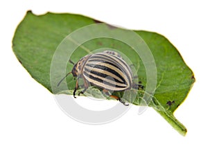 Colorado potato beetle on green leaf isolated on white background