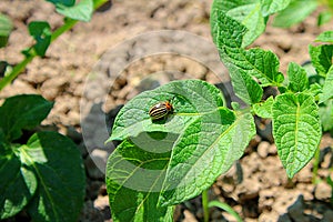 Colorado potato beetle on green potato sprouts