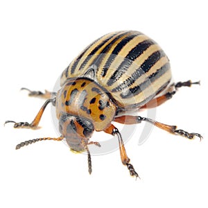 Colorado Potato Beetle Isolated on White Background