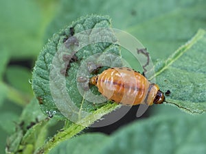 Colorado potato beetle larva eats potato leaves. Insect excrement