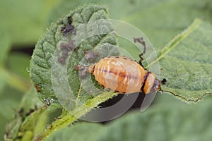 Colorado potato beetle larva eats potato leaves. Insect excrement