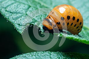 Colorado potato beetle larvae eats potato leaves, damaging agriculture