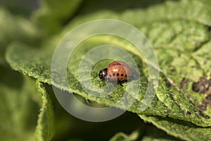 Colorado potato beetle larvae eats potato , Leptinotarsa decemlineata