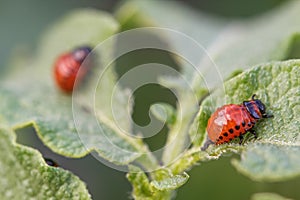 Colorado potato beetle larvae on the leaves