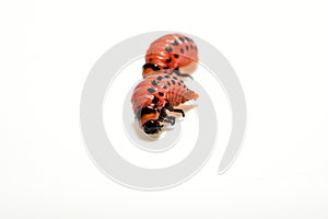 Colorado potato beetle larvae are red.