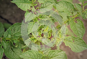 Colorado potato beetle