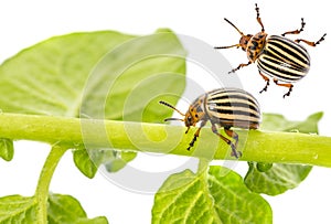 The Colorado potato beetle Leptinotarsa decemlineata