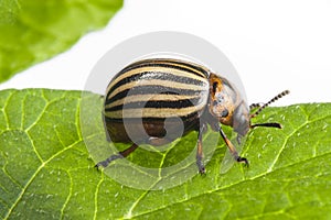 The Colorado potato beetle Leptinotarsa decemlineata