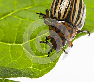 The Colorado potato beetle Leptinotarsa decemlineata