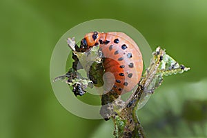 Colorado potato beetle Leptinotarsa decemlineata