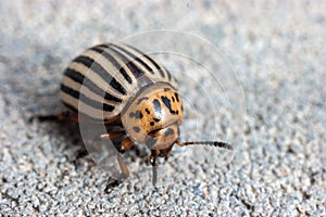 Colorado potato beetle (Leptinotarsa decemlineata)