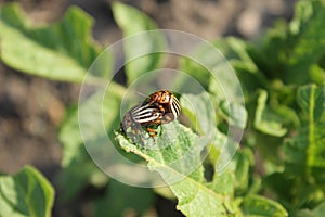 Colorado Potato Beetle (Leptinotarsa decemlineata)