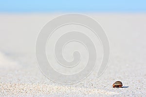 Colorado potato beetle Leptinotarsa decemlineata abandoned on the sandy beach