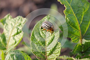 Colorado Potato Beetle (Leptinotarsa decemlineata) photo