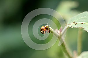 Colorado potato beetle or Leptinotarsa decemlineata climbing on top of plant in local garden surrounded with dark green partially