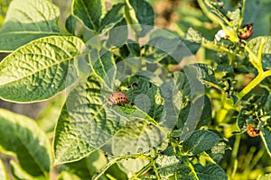 Colorado potato beetle, Leptinotarsa decemlineata, Colorado beetle, ten-striped spearman, ten-lined potato beetle, potato bug.