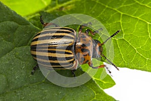 The Colorado potato beetle Leptinotarsa decemlineata photo