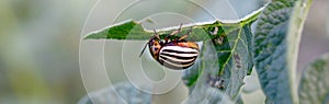 Colorado potato beetle Leptinotarsa decemlineata crawling on potato leaves