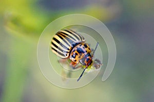 Colorado potato beetle Leptinotarsa decemlineata crawling on potato leaves