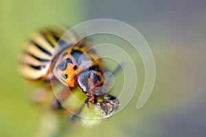 Colorado potato beetle Leptinotarsa decemlineata crawling on potato leaves