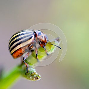 Colorado potato beetle Leptinotarsa decemlineata crawling on potato leaves