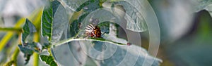 Colorado potato beetle Leptinotarsa decemlineata crawling on potato leaves