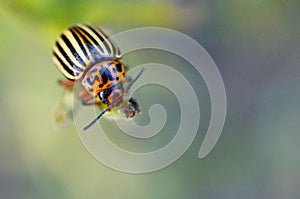 Colorado potato beetle Leptinotarsa decemlineata crawling on potato leaves