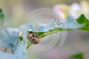 Colorado potato beetle Leptinotarsa decemlineata crawling on potato leaves