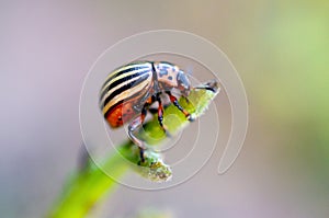 Colorado potato beetle Leptinotarsa decemlineata crawling on potato leaves