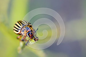 Colorado potato beetle Leptinotarsa decemlineata crawling on potato leaves