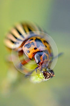 Colorado potato beetle Leptinotarsa decemlineata crawling on potato leaves