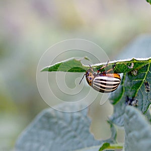 Colorado potato beetle Leptinotarsa decemlineata crawling on potato leaves