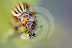 Colorado potato beetle Leptinotarsa decemlineata crawling on potato leaves