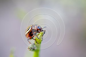 Colorado potato beetle Leptinotarsa decemlineata crawling on potato leaves