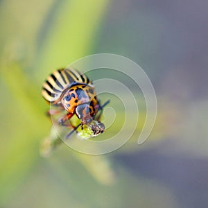 Colorado potato beetle Leptinotarsa decemlineata crawling on potato leaves