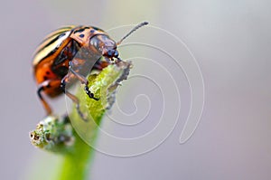 Colorado potato beetle Leptinotarsa decemlineata crawling on potato leaves