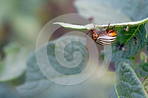 Colorado potato beetle Leptinotarsa decemlineata crawling on potato leaves