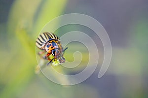 Colorado potato beetle Leptinotarsa decemlineata crawling on potato leaves