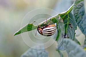 Colorado potato beetle Leptinotarsa decemlineata crawling on potato leaves