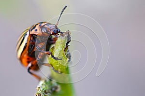 Colorado potato beetle Leptinotarsa decemlineata crawling on potato leaves