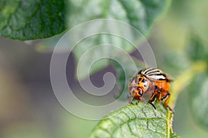 Colorado potato beetle Leptinotarsa decemlineata crawling on potato leaves