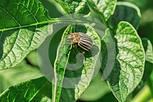 Colorado potato beetle, Leptinotarsa decemlineata, eat