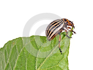 Colorado potato beetle, Leptinotarsa decemlineata, eating potato